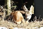 Přírodopis - vyhlášení III. ročníku fotografické soutěže